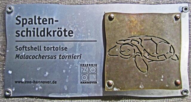 Spalten-Schildkröte