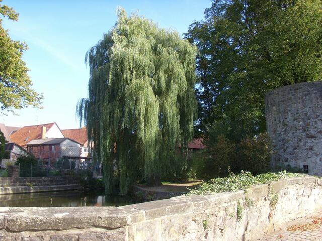 Trauerweide...