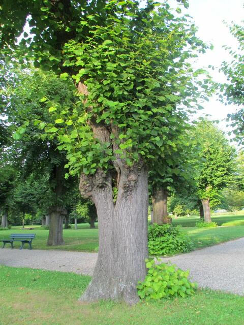 Zu Beschr.  2)