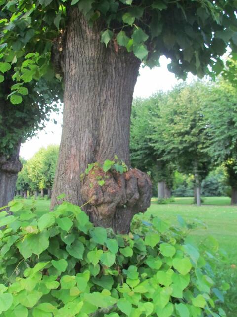 Zu  Beschr.  1)