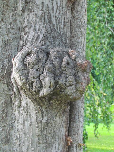 Zu  Beschr.  1)