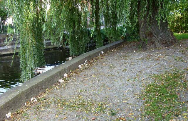 Pilzweg entlang des Wassergrabens... ;))