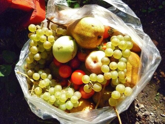 Kraftfutter aus dem Garten - 5.10.2013 !