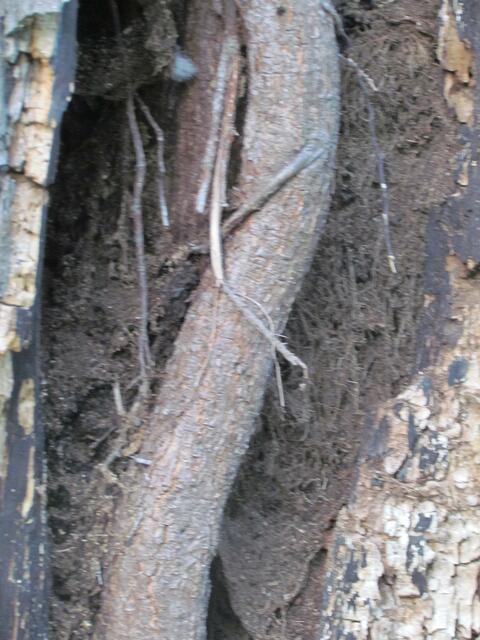 3)