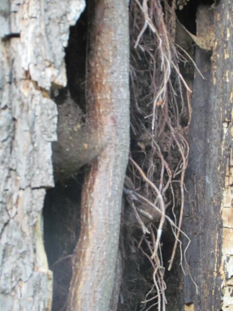 Beschr. 3)