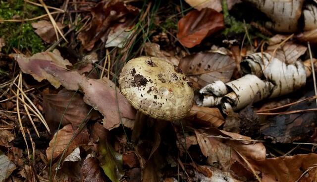 Waldimpression mit einem unbekannten Pilz.