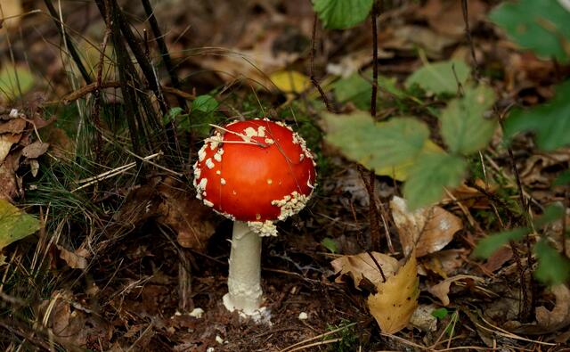 Nur gucken, nicht anfassen! Kleiner, wunderschöner, auffällig leuchtender dekorativer Blickfang im Herbstwald - VORSICHT GIFTIG!! Der Fliegenpilz ist fast immer problemlos zu erkennen.
