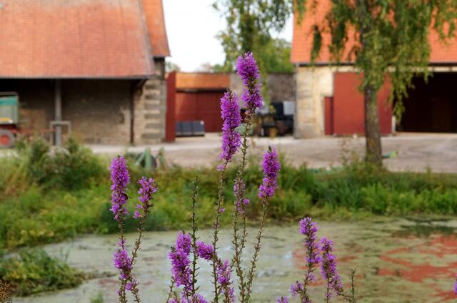 Teich im Zentrum des Klosterguts.