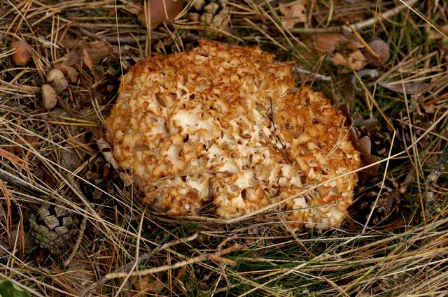 Krause Glucke - leider war dieser Pilz nicht mehr zum Verzehr geeignet (siehe Text). Einige Tage später wurde ein schönes Exemplar gefunden und ergab - mit Zwiebeln und Speck in der Pfanne zubereitet - eine wohlschmeckende Abendmahlzeit.