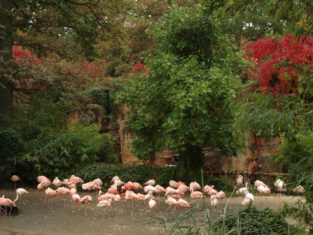 Indian Summer im Erlebniszoo Hannover