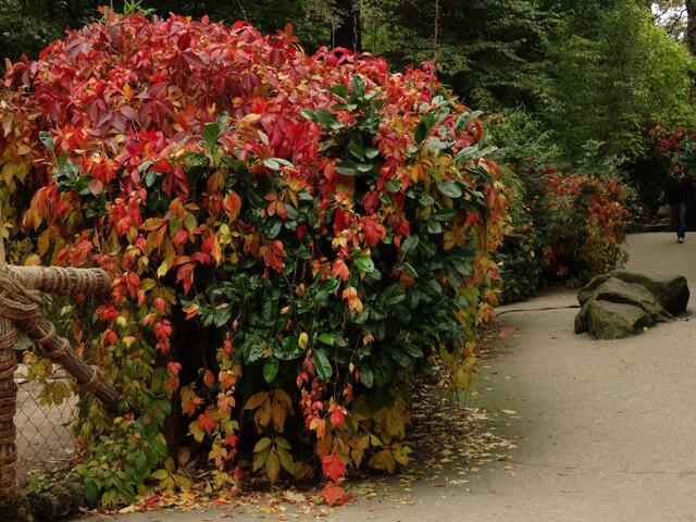 Indian Summer im Erlebniszoo Hannover