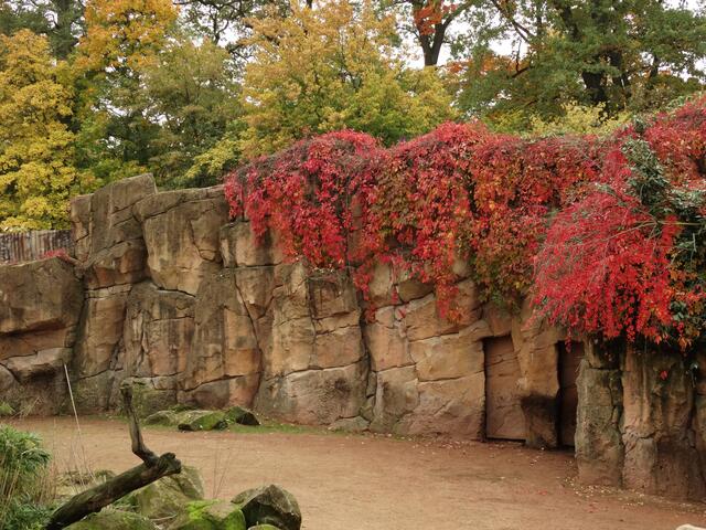 Indian Summer im Erlebniszoo Hannover