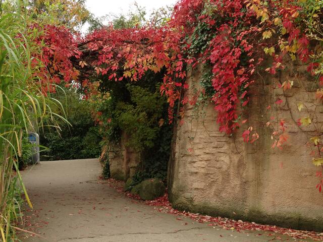 Indian Summer im Erlebniszoo Hannover