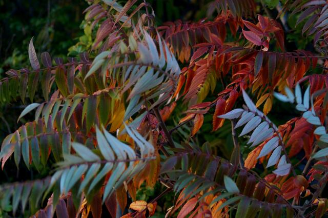 Zauberhafter, farbintensiver, BLÄTTERTANZ - Ein wilder HERBSTTANZ! -  ESSIGBAUM IM WIND - Der HERBST zeigt seine "FARBENZAUBERKRAFT"!