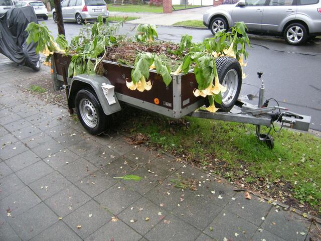 Regen läßt die Datura noch einmal aufblühen. Überwintern tut nur der Stamm. Der Duft macht mich sonst benommen.