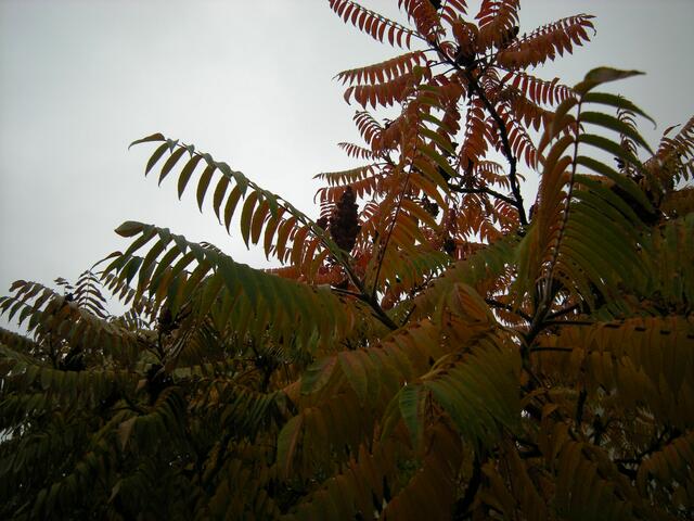 Wolken über´n Essigbaum.