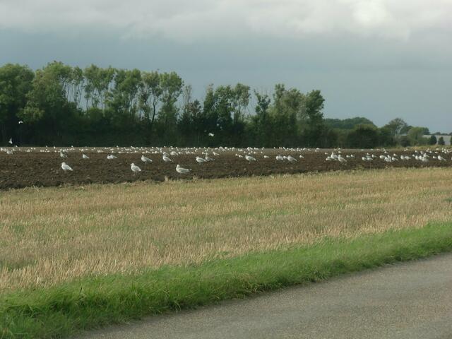 Die Möwen waren jeden Tag auf einem anderen Feld, um die letzten Getreidereste auf zupicken.