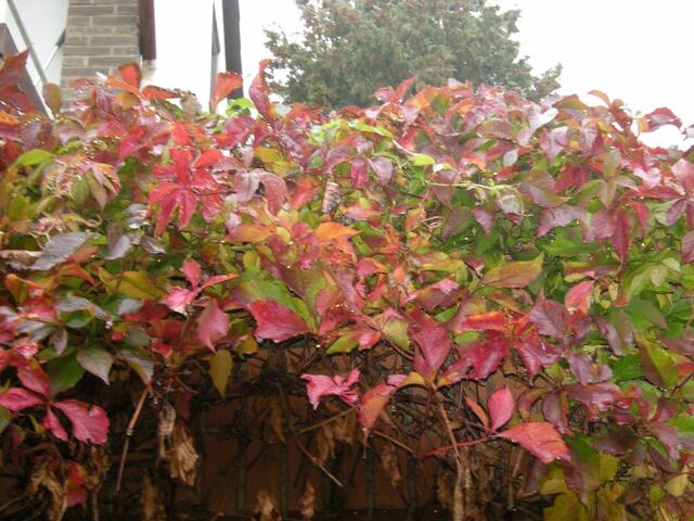Rot wird im Herbst, der rote Wein.