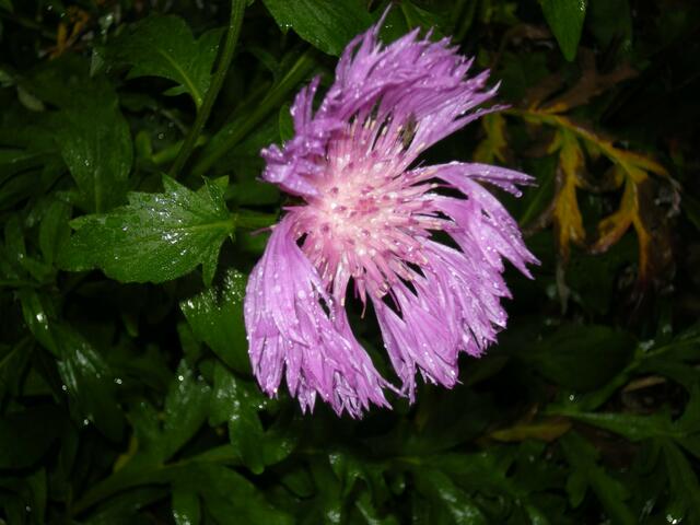 Traurig, traurig, die nasse Kornblume.