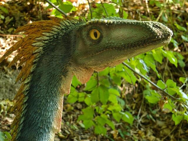 Im Dinosaurier-Park Münchehagen: Der Coelophysis