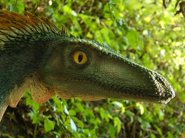 Coelophysis