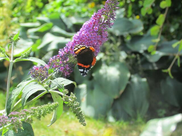 Vom Rollstuhl aus kann ich an diesem Leben wieder teilnehmen