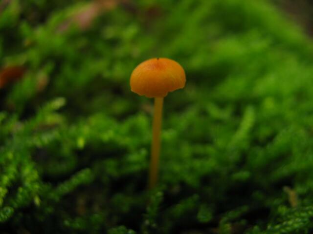 Klitzekleines????.....Ø 3mm 1cm hoch