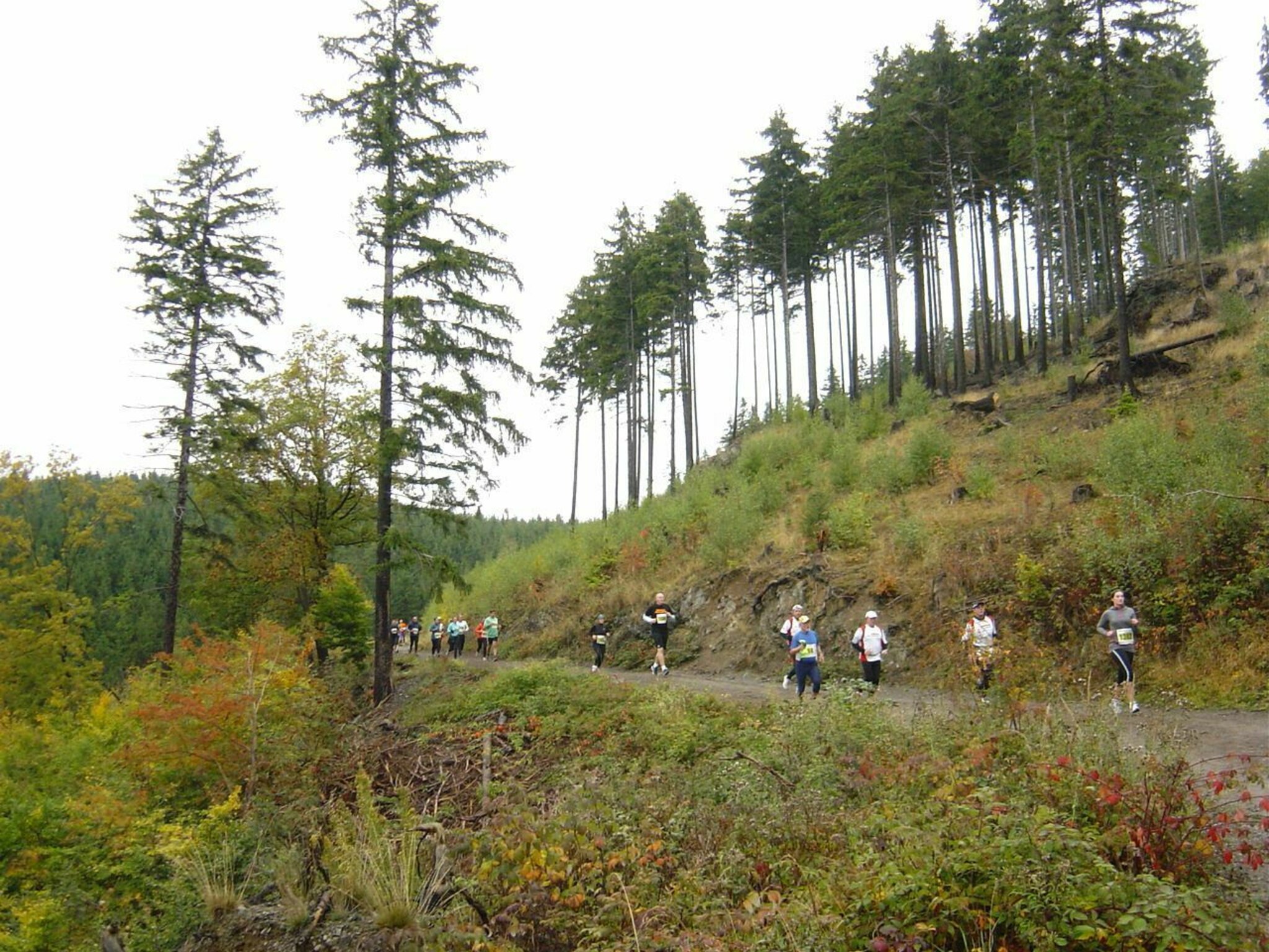 36. HarzGebirgslauf Wernigerode Wernigerode