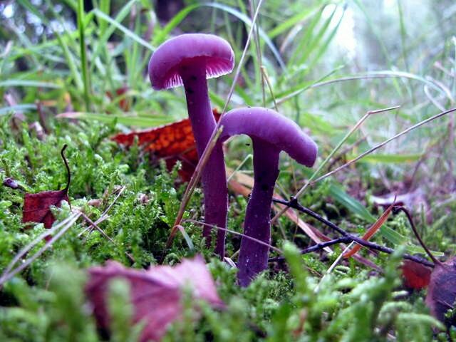 amethystblaue Lacktrichterlinge