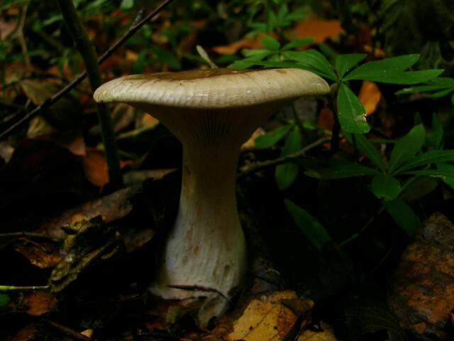 Nebelkappe an Waldmeister