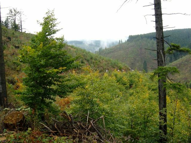 36. Harz-Gebirgslauf Wernigerode-Hasserode