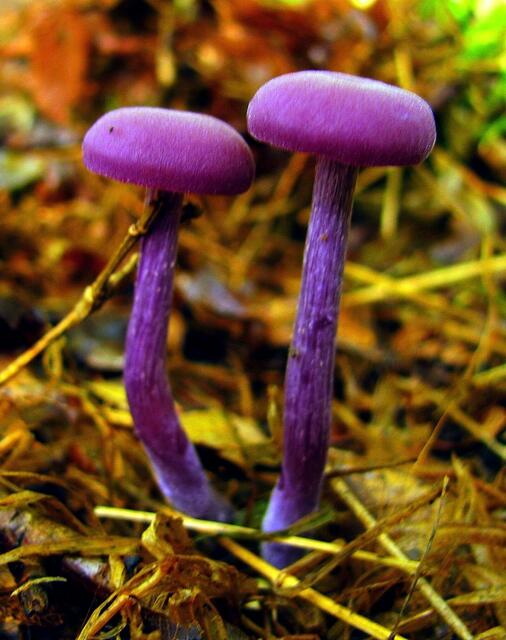 amethystblaue Lacktrichterlinge