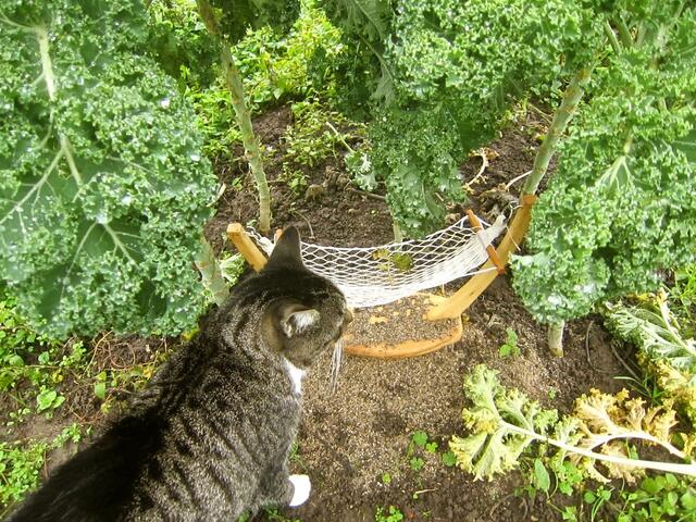 Nach dem Regen und mit kleiner Katze