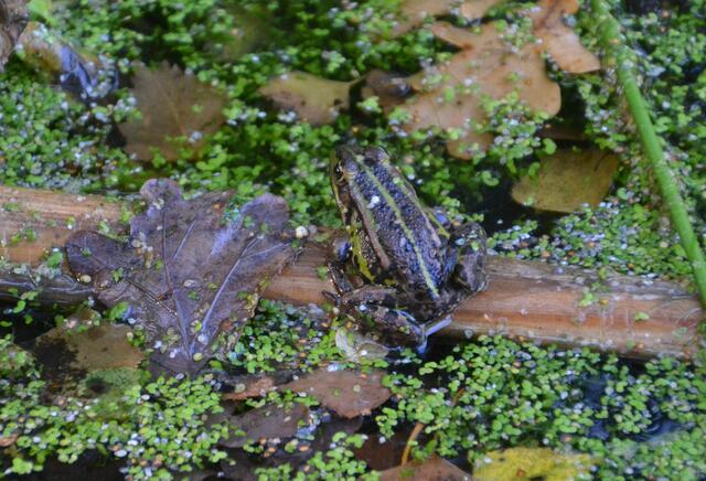 Wer quakt denn da? Teichfrosch im NABU-Wasservogelreservat Wallnau (©Katja Woidtke)