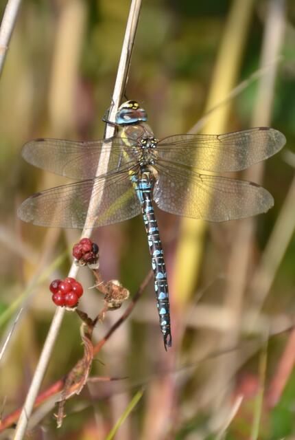Herbst-Mosaikjungfer im NABU Wasservogelreservat Wallnau (©Katja Woidtke)