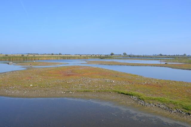 Blick auf die Wasserflächen im NABU Wasservogelreservat Wallnau (©Katja Woidtke)