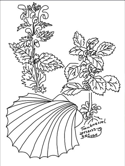 MUC18-20138139-Taubnessel-Muschel-Brushes(c)BrigitteObermaier-jpg.jpg