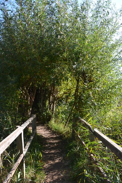 Hinter den Weiden verbirgt sich eine der Beobachtungshütten im NABU-Wasservogelreservat Wallnau. (©Katja Woidtke)