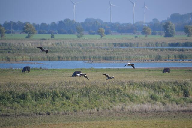 Auf den Wiesenflächen im NABU Wasservogelreservat weiden Galloway-Rinder. (©Katja Woidtke)