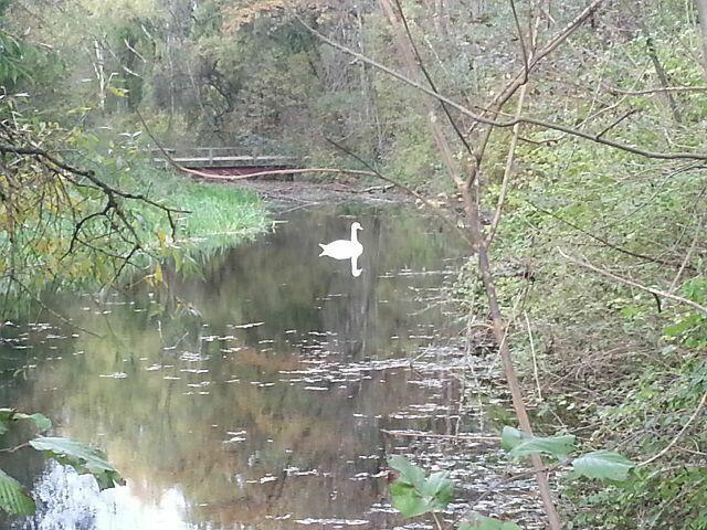 Ein Schwan zieht einsam seine Kreise ...