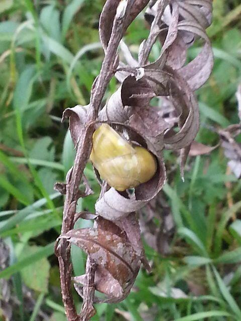 Eine Schnecke hat sich in Sicherheit gebracht