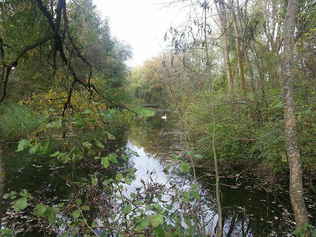 Blick zum Altwasser - was ist denn da???