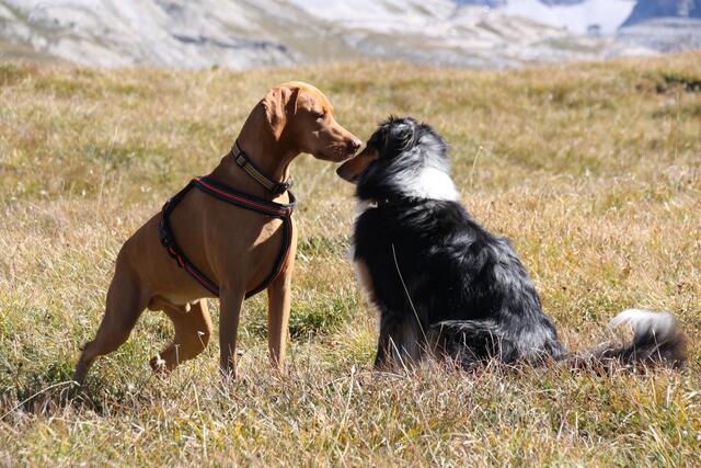 Ein Spielkamerad in 2300 m Höhe!