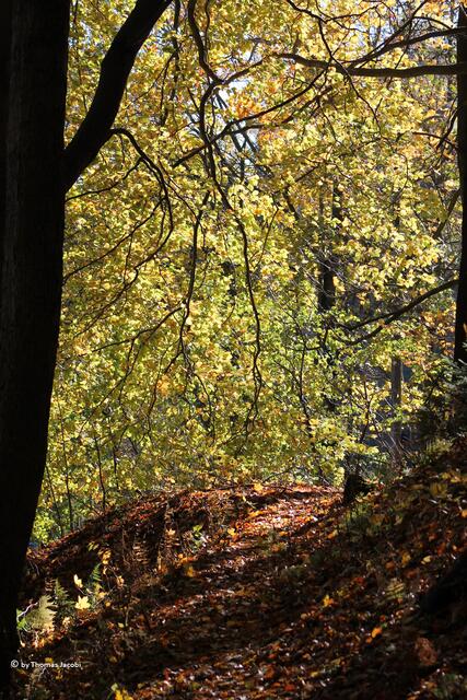 Im Herbst einfach grandios.