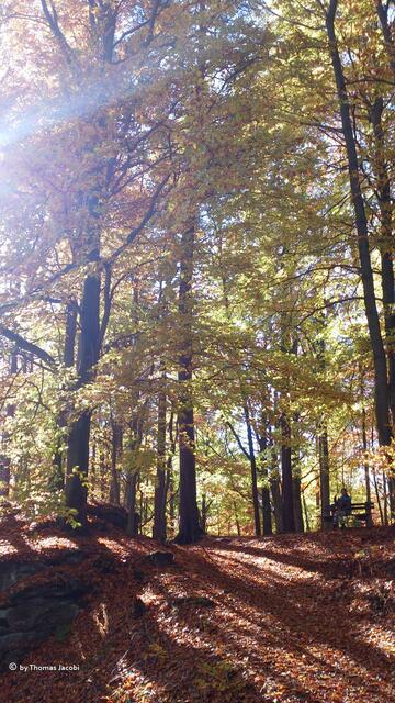 Im Buchholzer Wald kann man sich ausruhen oder...