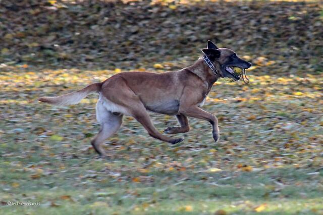 ...Hunden...