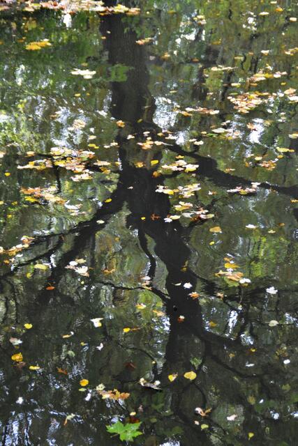 Das Wasser gibt dem Baum seine verlorenen Blätter wieder....