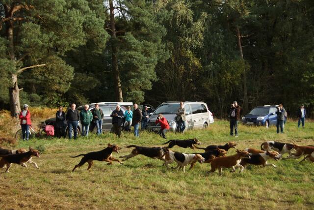 Und die Niedersachsen- meute jagd schon wieder los
