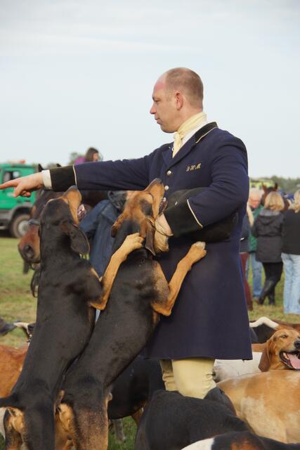 Die Hunde stehen auf Thorsten Mönchmeier, ihren Master der Böhmer-Harrier Meute