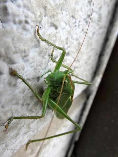 Ein irrer Blick. :-)